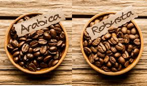 robusta vs arabica