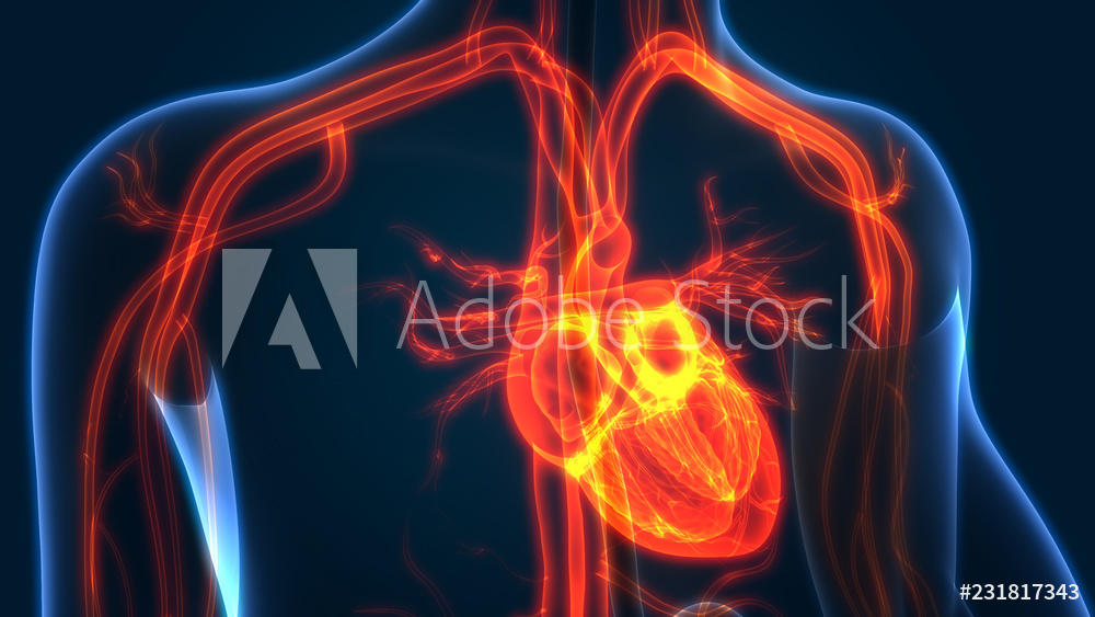 circulatory system